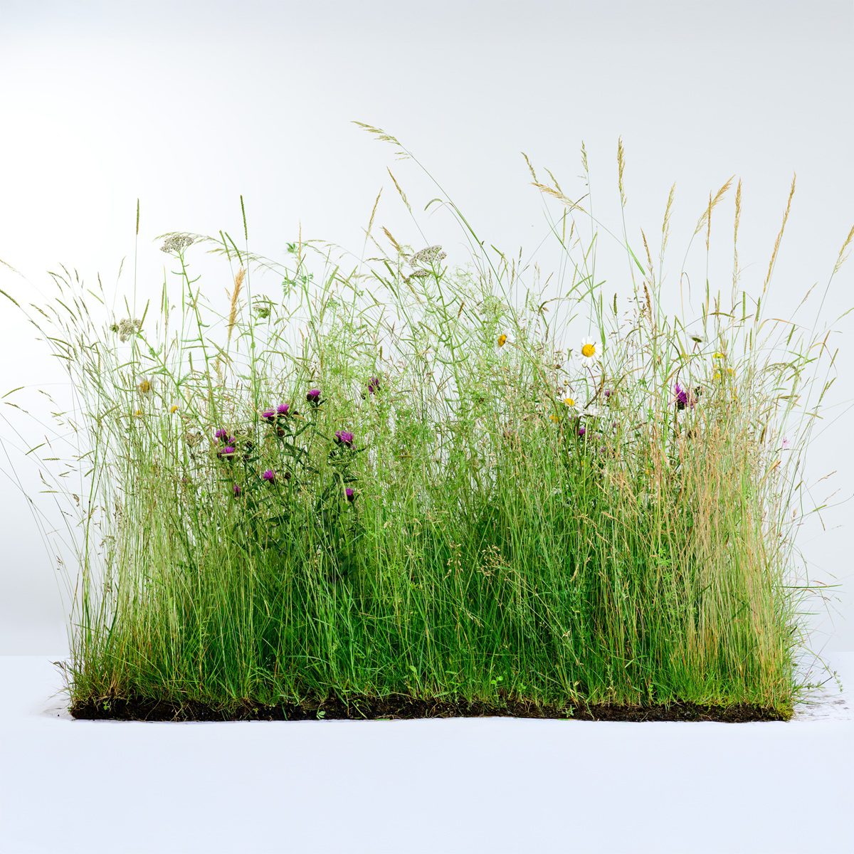 5060094342009 1 Wildflower Turf SuDS Turf 20 m2.jpg